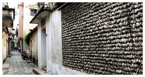 广州一 独特 古城,以 蚝壳 建造房屋,既结实又能冬暖夏凉